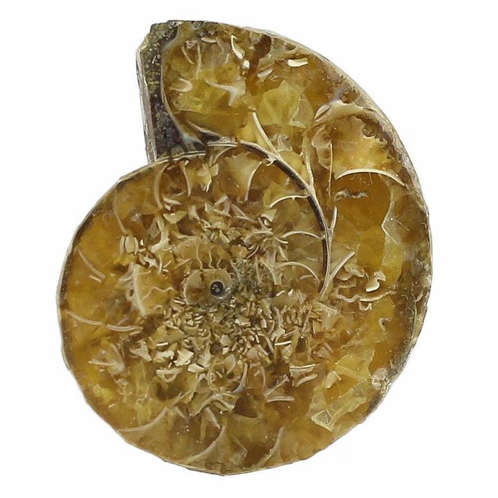 فسیل آمونیت (شاخ قوچی) طبیعی منحصر به فرد با نقش و نگار بسیار زیبا درشت رنگ خاص دکوری- سنگ درمانی کلکسیونی